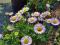 6Erigeron glaucus przymiotno