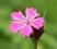 Dianthus carthusianorum var. pumilus goździk