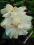 Hibiscus Leigh Hunt szczepiona średnica kwiatu 20