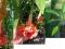 Brugmansia versicolor 'THEA'S LIEBLING' DATURA