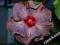 Hibiscus Tahitian Lavender Frolic z pączkiem