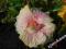 Hibiscus Tahitian Pink Princess