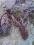 dąbrówka rozłogowa -sadzonka