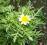 ! CHRYZANTEMA JADALNA Chrysanthemum coronarium