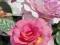 róża francuska PINK PARADISE (DELfluros), ADR