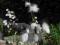 Wełnianka delikatna (Eriophprum gracile) SADZONKA
