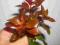 Ludwigia repens red - Real Foto - hodowla wodna