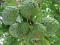 Annona squamosa / Flaszowiec łuskowaty