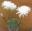 kaktusy Echinopsis multiplex nasiona 10 szt