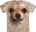 THE MOUNTAIN - Koszulka Chihuahua Face @ M