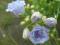 Dzwonek ELIZABETH OLIVIER - podwójne kwiaty