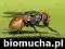 Biomucha AQUA zabija muchy ruszta Podłogi rusztowe