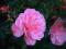 Róża okrywowa różowa, sadzonka w doniczce