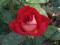 RÓŻA BICOLETTE - SŁARO Najpiękniejsze Róże