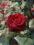 RÓŻA CZARNA BARKAROLLA - SŁARO Najpiękniejsze róże