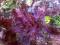 Aromatyczne ziele shiso, perilla purpurowa-nasiona
