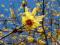 Zimokwiat wczesny (Chimonanthus praecox) -nasiona