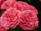 Róża, Róże - Rosa Rosarium PNĄCA RÓŻOWA !!!