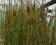 Typha angustifolia 'Zebra Tails' Pałka wąskolistna