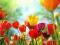 Wiosenne kwiaty - fototapeta 366x254 FXL0717
