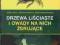 Drzewa liściaste i owady na nich żerujące, MULTICO