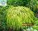 Hakonechloa Marca All Gold-ozdoba ogrodu