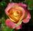 Róża na Pniu CORONADO pienna duże kwiaty PRODUCENT