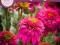 Miniaturka JEŻÓWKA PICCOLINO --- Echinacea