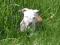 Amstaff american staffordshire terrier pit bull