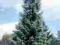 Świerk Serbski- Picea omorica nasiona