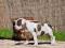 American Staffordshire Terrier, Amstaff, Champion