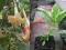Brugmansia x candida variegata 'MAYA' DATURA