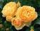 Rosa 'Graham Thomas' - Róża ANGIELSKA WONNA !!!!