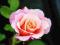 Róża wielkokwiatowa, sadzonka w doniczce