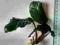 ROŚLINA AKWARIOWA Anubias Coffeefolia