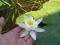 lilia wodna biała - Albida