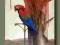 Super obraz:)Papuga/Akryl na płótnie 80x60cm