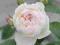 róża angielska GENTLE HERMIONE (Ausrumba)