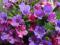 miodunka ćma - kolorowe kwiaty, 10 szt