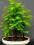 drzewko bonsai metasekwoja prezent