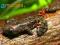 Afrykańska żaba biegająca (Kassina maculata) W-wa
