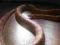 Wąż zbożowy 140cm Radom