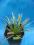 Kaktusy Agava filifera nr7860