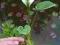 czermień błotna - calla palustris