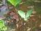 bobrek trójlistkowy - Menyanthes trifoliata