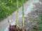 oczeret jeziorny - scirpus lacustris