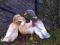Kaczki Sakońskie stado zarodowe
