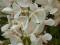GLICYNIA CHIŃSKA ALBA wisteria, sadzonka