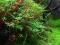 Rotala rotundifolia green - Rotala zielona +GRATIS