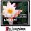Kingston Karta Pamięci Compact Flash CF 8GB F.V.